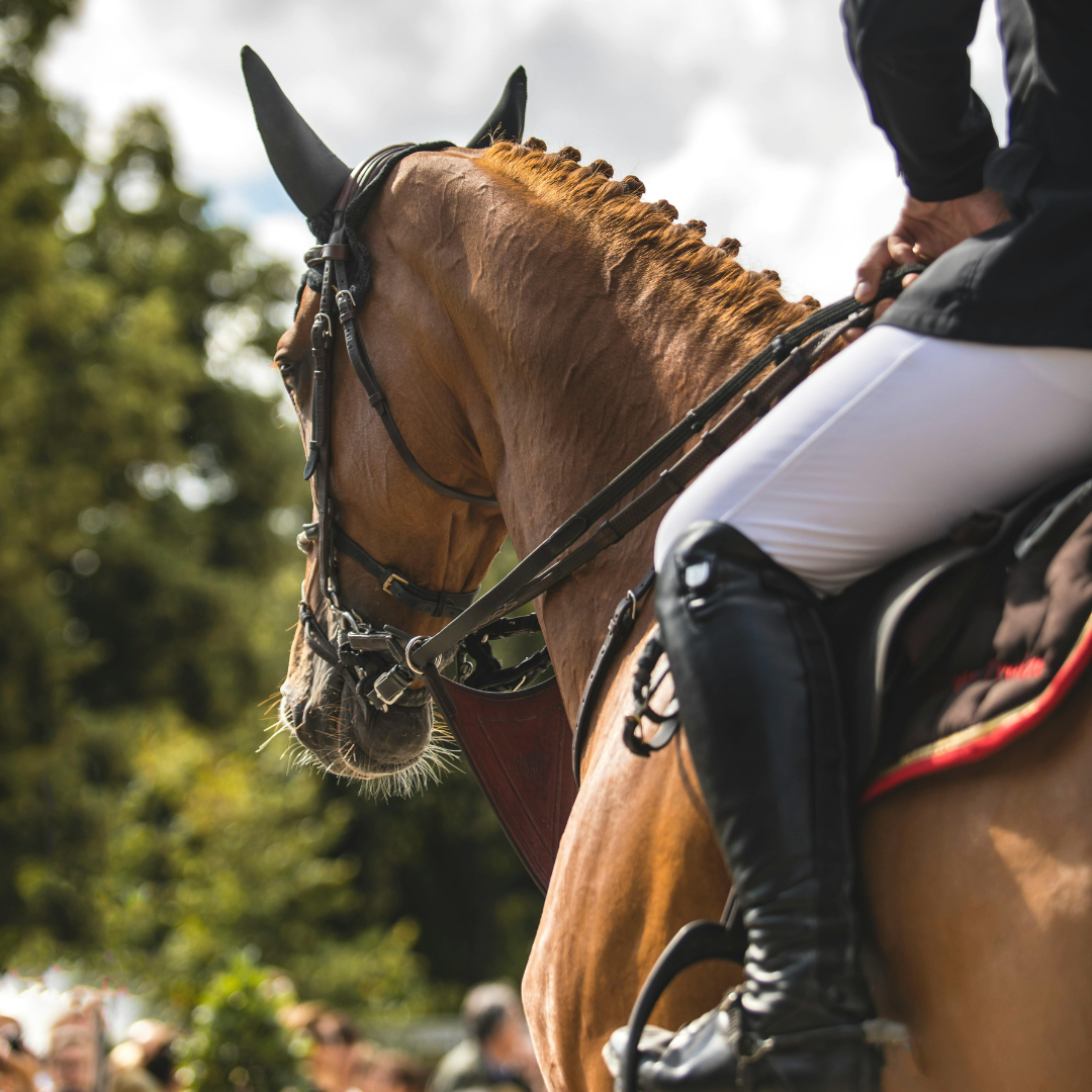 Jinete y caballo en competencia ecuestre, ilustrando el lifestyle ecuestre y de polo en San Miguel de Allende