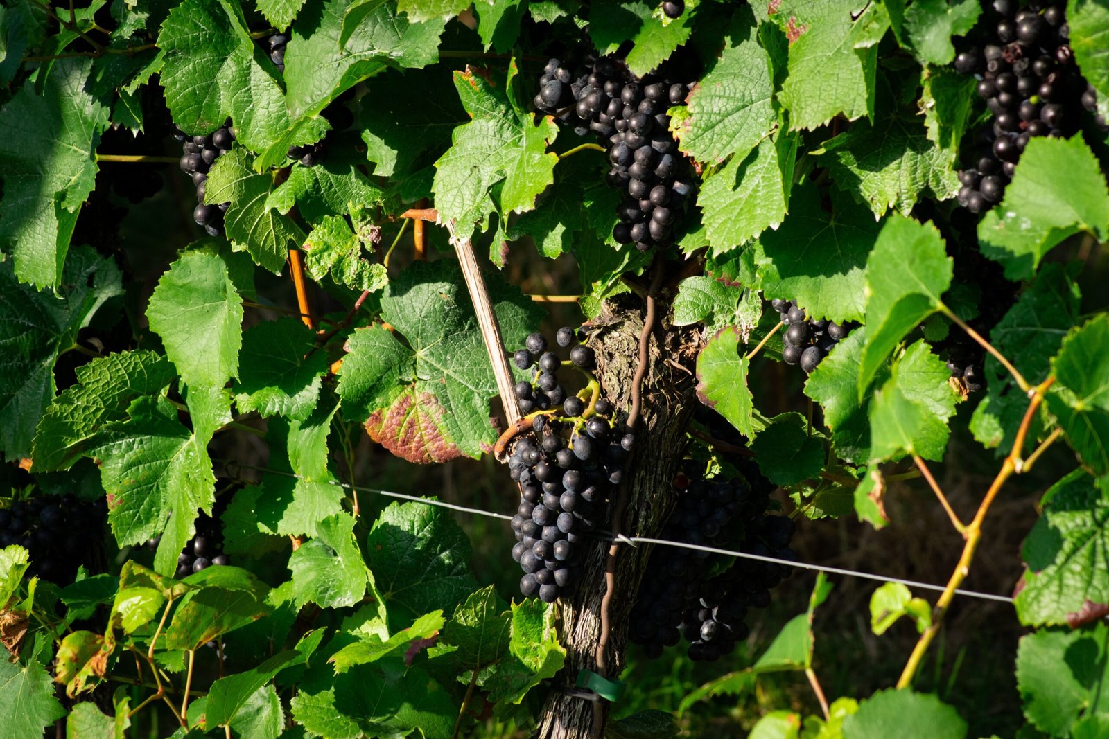Racimo de uvas en la vid, ilustrando la Ruta del Vino de San Miguel de Allende